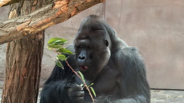 Gorillas in Prague Zoo Enclosure