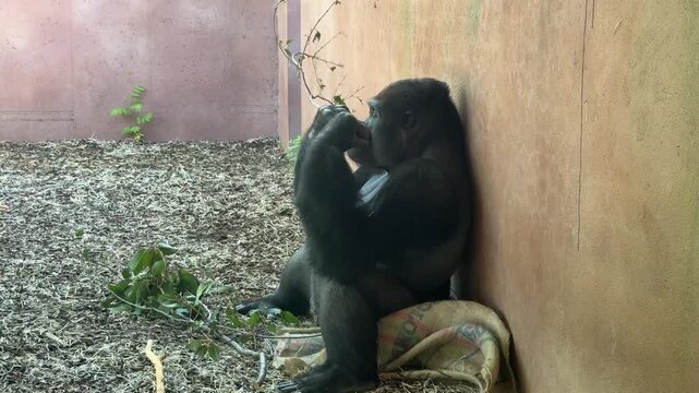 Gorillas in Prague Zoo Enclosure