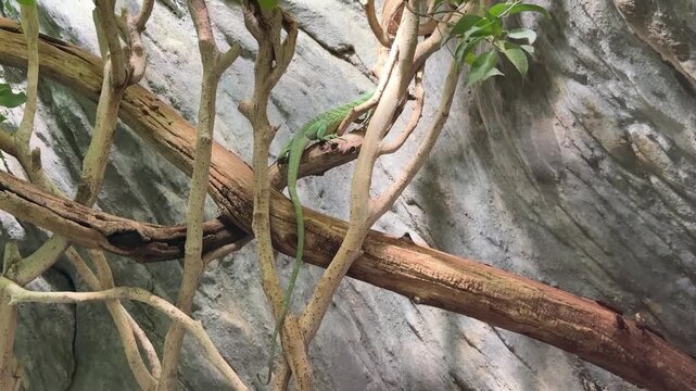 Green Lizard Walking in Prague Zoo