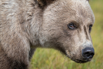 Brown Bear Cub Closeup © Betty Sederquist
