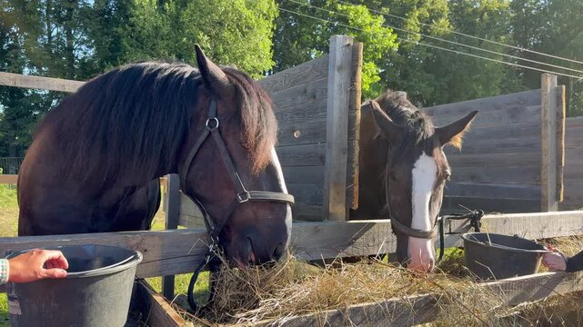 Two brown horses standing near wooden paddock barrier in countryside farm.