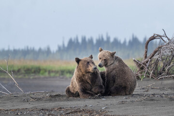 Brown Bear Cub and Mama © Betty Sederquist