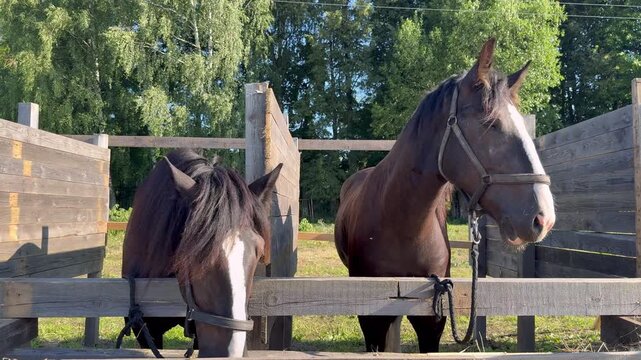 Two horses standing near wooden fence inside paddock on sunny summer day.