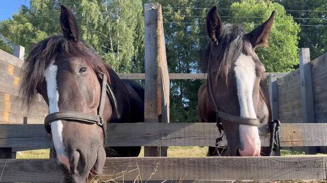 Two horses resting heads over wooden paddock fence on rural equestrian farm.
