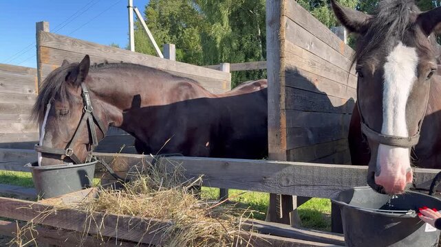 Two horses standing together at wooden paddock feeder eating hay on farm.