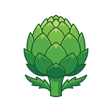 Artichoke vector graphic illustration on white background, a fresh green artichoke