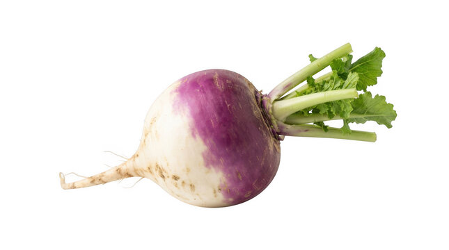 A single raw purple top turnip vegetable isolated on transparent background