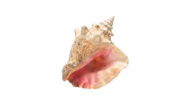 Large pink queen conch shell on a plain isolated on transparent background