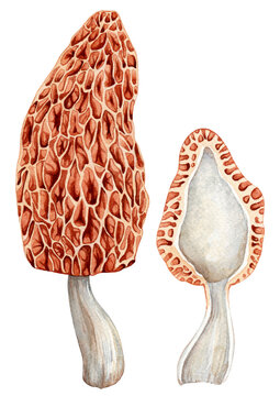 Hand painted watercolor morel mushrooms, whole and in longitudinal section, isolated on white. Detailed mushroom caps for cookbooks, food packaging and natural history illustrations.