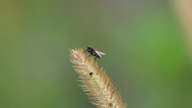 Fliege (Brachycera)  am Bl&uuml;tenstand einer Borstenhirse (Setaria)