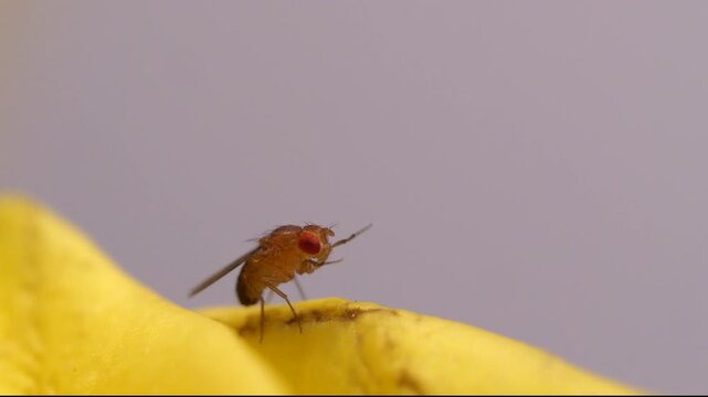 Fruchtfliege (Drosophila melanogaster)