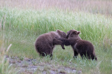 Playing Bear Cubs © Betty Sederquist