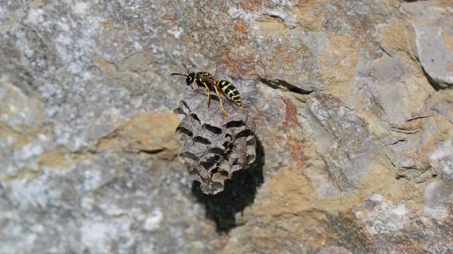 Heide-Feldwespe  (Polistes nimpha) auf Wespennest an Stein