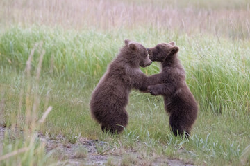 Playing Bear Cubs © Betty Sederquist
