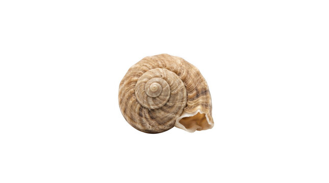Single spiral brown seashell on a plain isolated on transparent background
