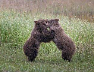 Playing Brown Bear Cubs © Betty Sederquist