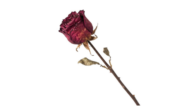 Single dried red rose flower for design isolated on transparent background