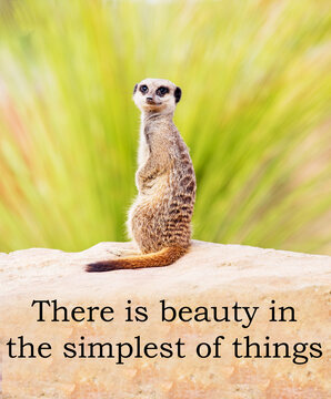 A concept picture of a meerkat, looking at the camera, apparently saying 'There is beauty in the simplest of things'.