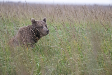 Brown Bear Cub in Grass © Betty Sederquist