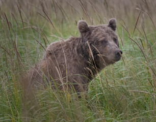 Brown Bear Cub in Grass © Betty Sederquist