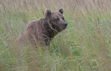 Brown Bear Cub in Grass © Betty Sederquist