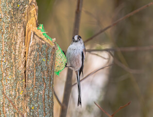 Cute Long-Tailed Tit Clinging to a Suet Fat Ball on a Tree © Marrow83