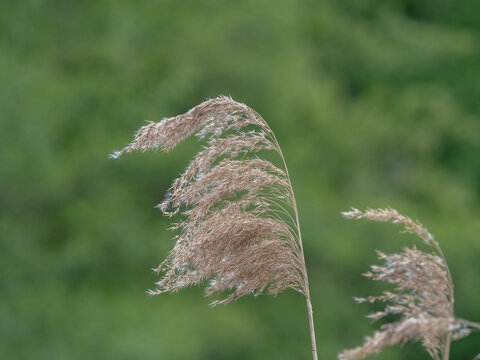 Close-up of a Dry Fluffy Reed Grass Plume Against a Green Background