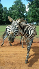 Fototapeta premium Close-up of a Zebra