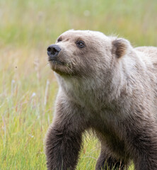 Brown Bear Cub Chewing Grass © Betty Sederquist