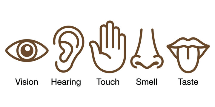 Five senses icon set featuring human sense organs with eye, ear, nose, lips, and touch symbols for education and anatomy