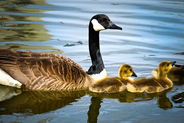 canada goose family © SK FOTOGRAPPER