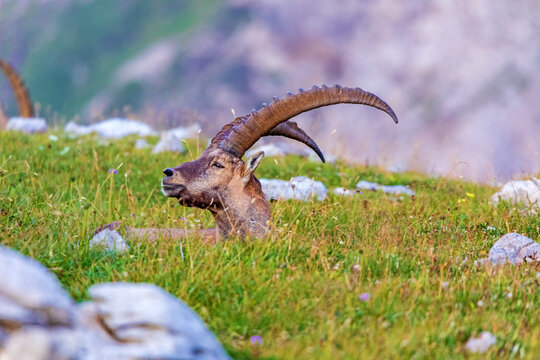Steinbock - Allg&auml;u - versteckt - Oberstdorf - Alpen 