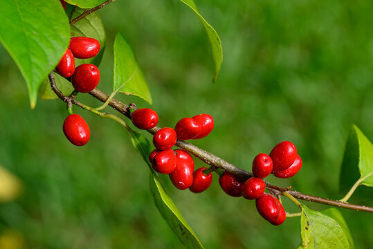 Bright red Spicebush berries on branch. They are small aromatic fruits and ripen in late summer and fall. They contain high amounts of fat and lipids, which give migrating birds essential fuel.