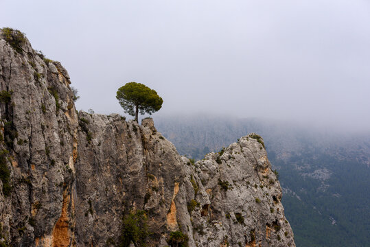 A solitary tree growing on the edge of a steep rocky cliff with misty mountains in the background.