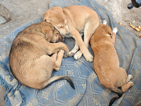 Three street puppies sleeping together in Delhi India