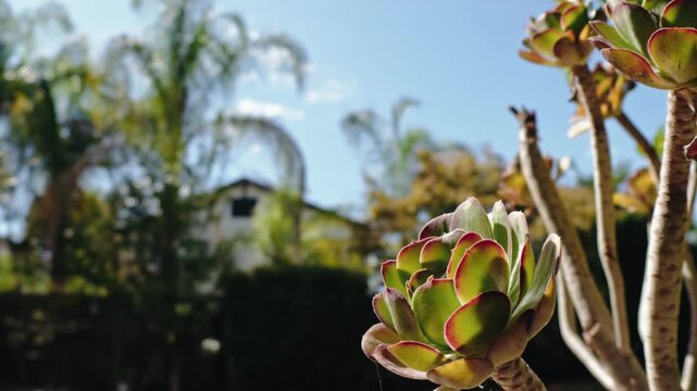 An Aeonium succulent plant rosette grows in a sunny backyard garden