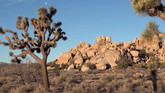 A travel to joshua tree national park at 
california state of usa. Beautiful 
tourist video with nature landscape from america.
Thorns conifers plants at mojave desert.