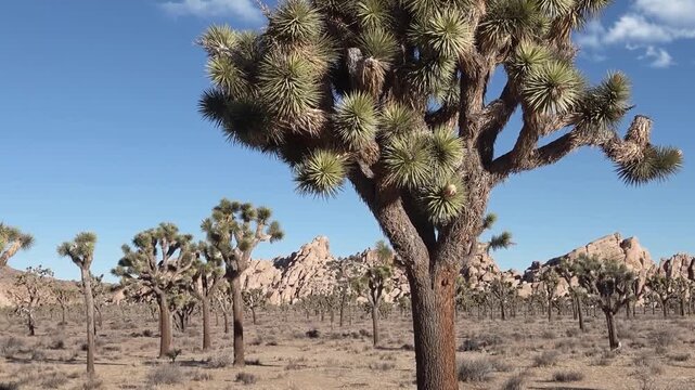 A travel to joshua tree national park at 
california state of usa. Beautiful 
tourist video with nature landscape from america.
Thorns conifers plants at mojave desert.