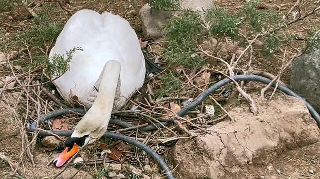 Swan Pecks at a Metal Cord