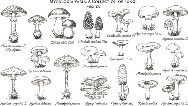 A Vintage Botanical Illustration Plate Featuring Various Species of Wild Forest Fungi