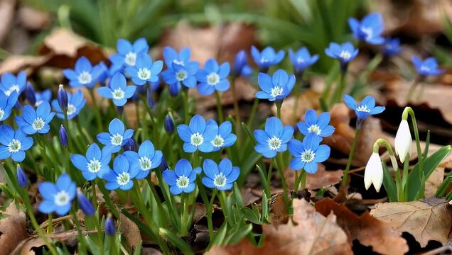 Delicate 4K natural macro shot of wild blue primrose blossoms breaking through damp woodland leaves capturing the subtle essence of early spring renewal and blooming wildflowers after winter