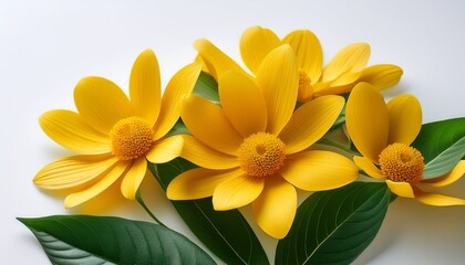 Fototapeta premium A Close Up Of Vibrant Yellow Flowers With Green Leaves On White Background