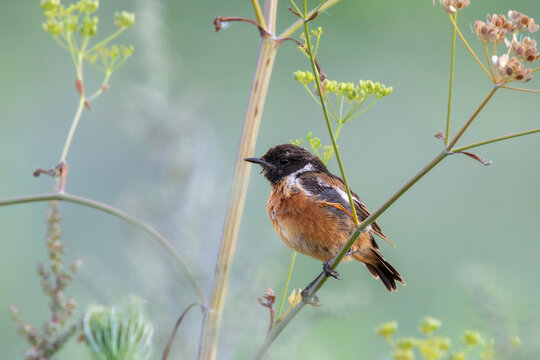 male european stonechat perched among wildflower stems