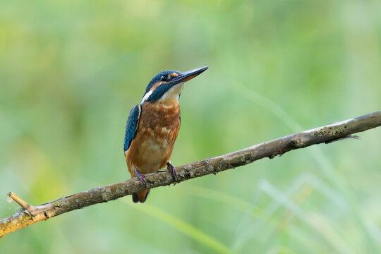common kingfisher perched on branch in wetlands