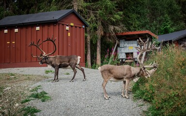 Two reindeer beside traditional red buildings in Sweden © Johann Kirschneck