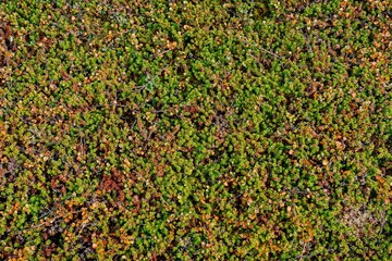 Dense green tundra vegetation with dark berries in Scandinavia © Johann Kirschneck
