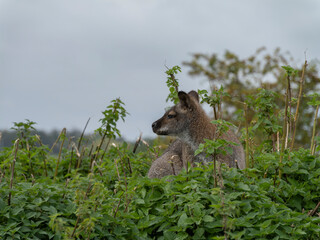 Mottled grey kangaroo rests amid green foliage © MD Media
