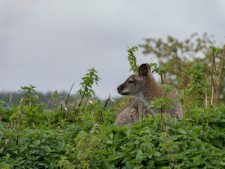 Wallaby peers cautiously through dense green foliage © MD Media