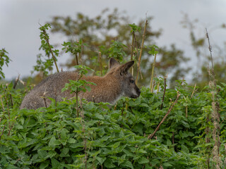 Red kangaroo nestled among lush green plants © MD Media