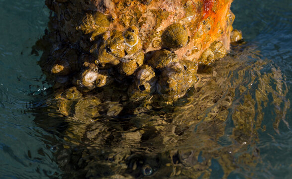 Tetraclita squamosa - Thatched barnacle. Balanus (Balanomorpha) is a genus of barnacles in the family Balanidae of the subphylum Crustacea.